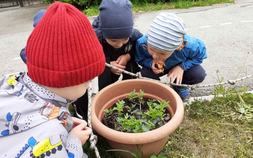 Зелёные ладони