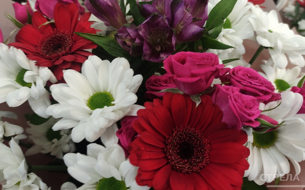 Жителей Брянщины поздравили с присвоением высоких государственных наград