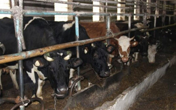 В Брянском районе среднесуточный надой молока превышает прошлогодние показатели