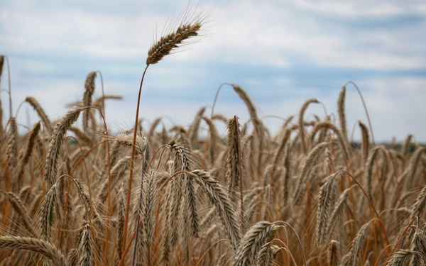 Брянские работники сельскохозяйственной отрасли удостоены государственных наград