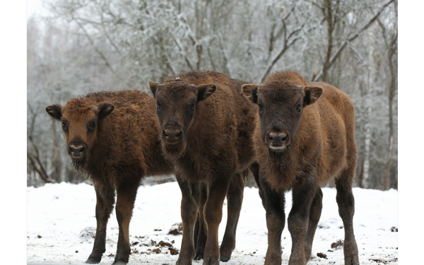 В заповеднике «Брянский лес» сфотографировали трёх молодых зубров