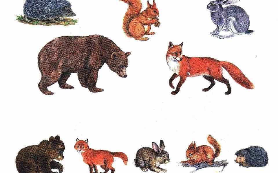 Дикие животные