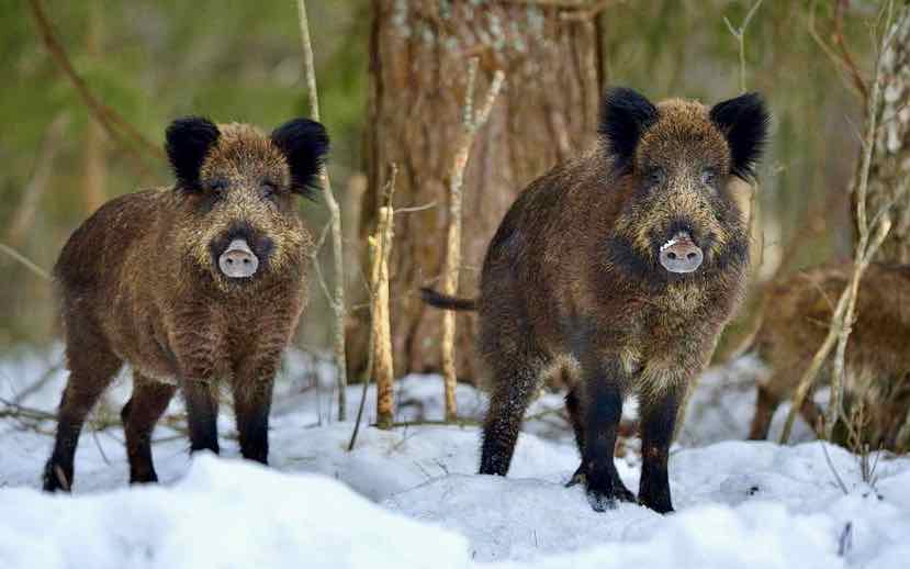 Дикие животные лесов Брянского края