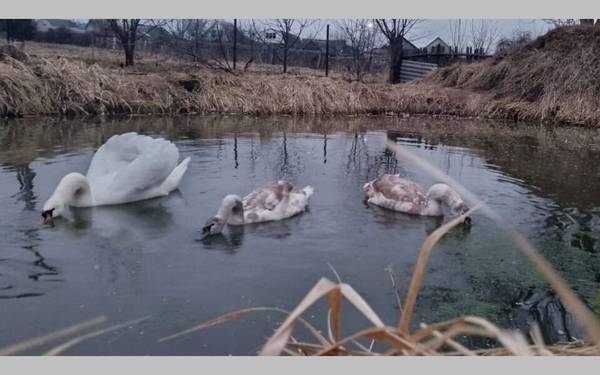 В Стародубе Брянской области зимуют лебеди