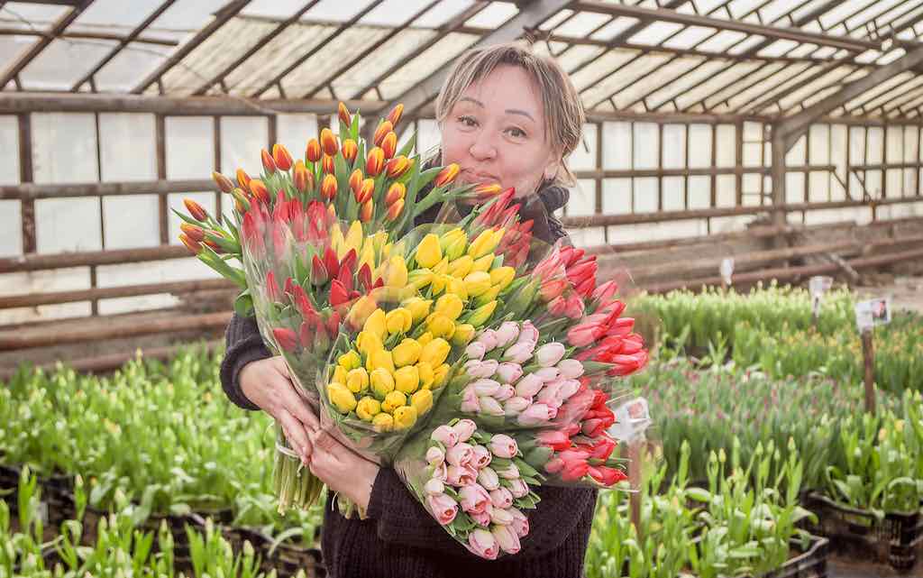 Брянские дорожники вырастили 20 тысяч тюльпанов к 8 Марта