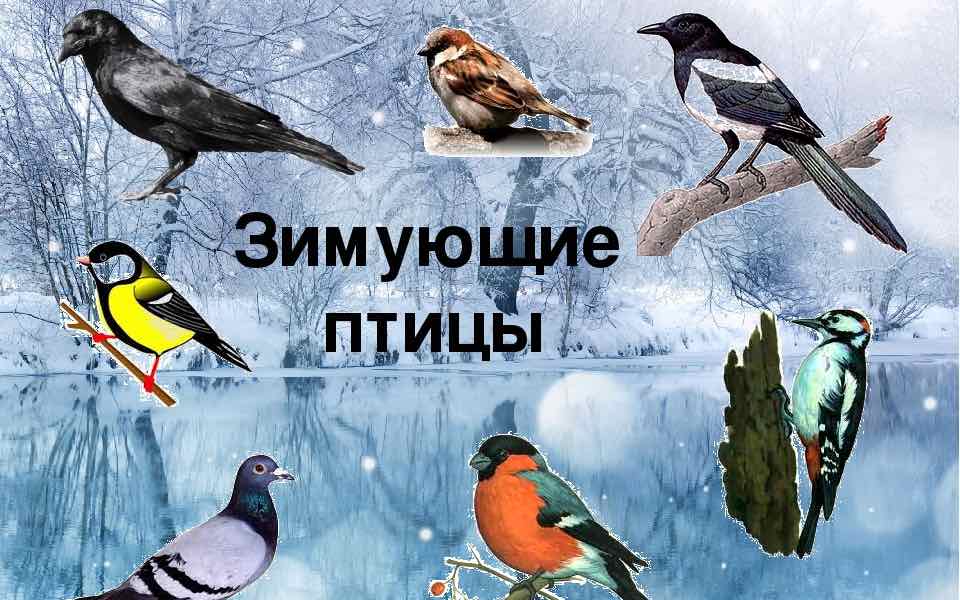 Зимующие птицы