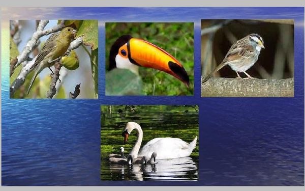 Мир удивительных птиц