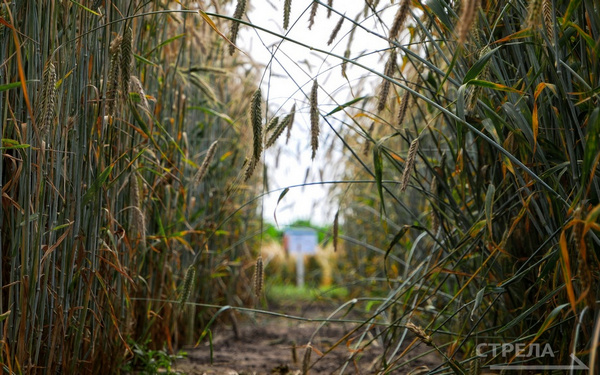 В 2024 году 12 брянских фермером получили гранты «Агростартапа»