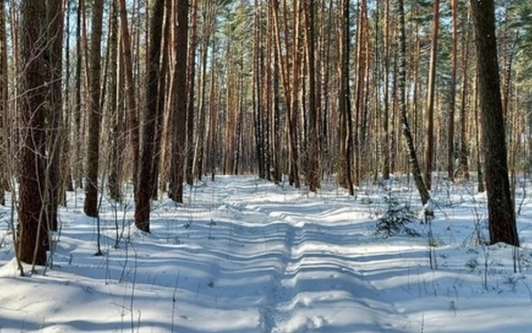 На Брянщине за шесть лет восстановлено лесов на площади 21 450 га