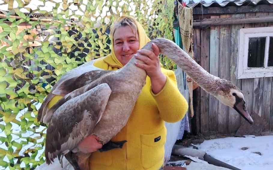 Жительница Климовского района Брянской области три месяца спасает лебедя