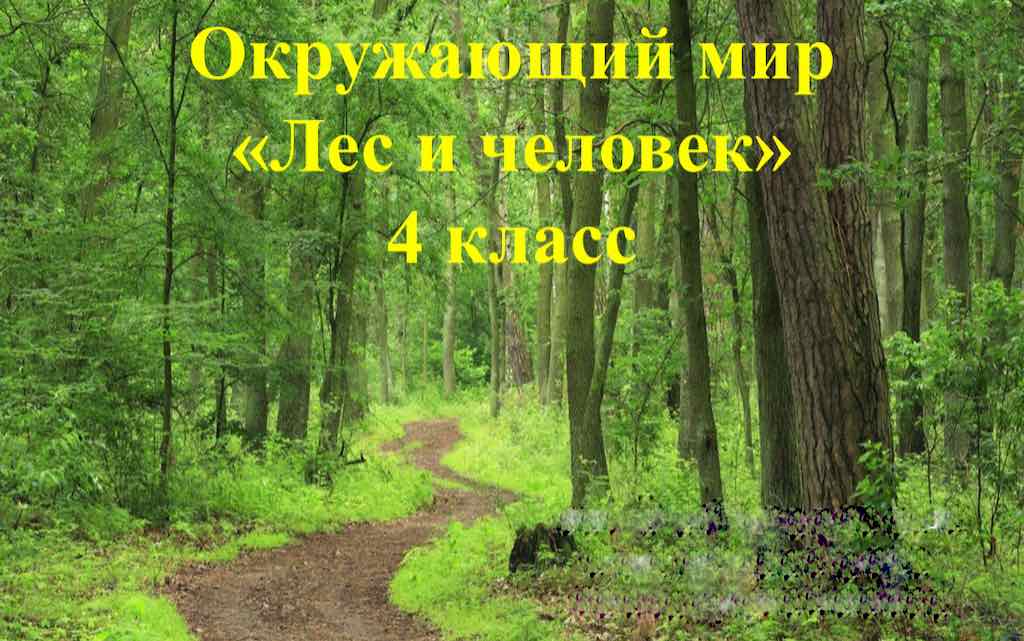 Лес и человек