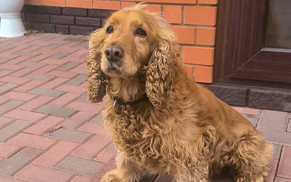 Брянская таможня ищет новых хозяев для служебной собаки