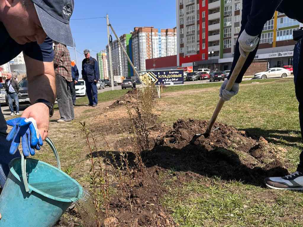 Брянск становится зеленее: троллейбусное управление высадило 300 кустов кизильника