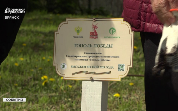 В Брянске высадили саженец-клон «Тополя Победы» из Сталинграда