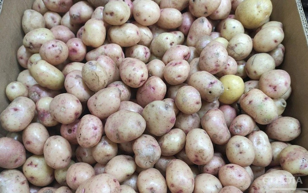 В центре города Брянска можно приобрести дешёвый картофель