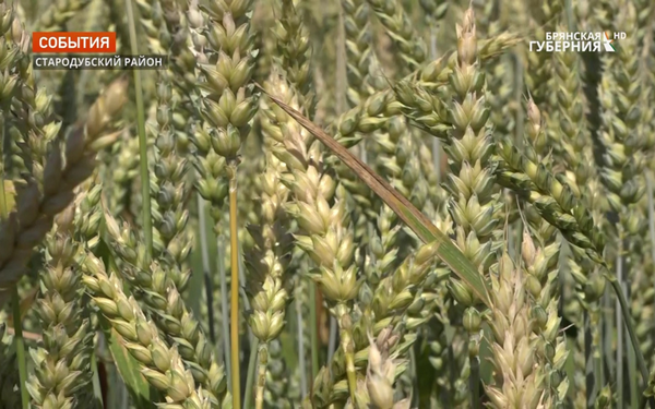 Сельхозпредприятия Брянщины в этом году расширили площади под яровыми зерновыми