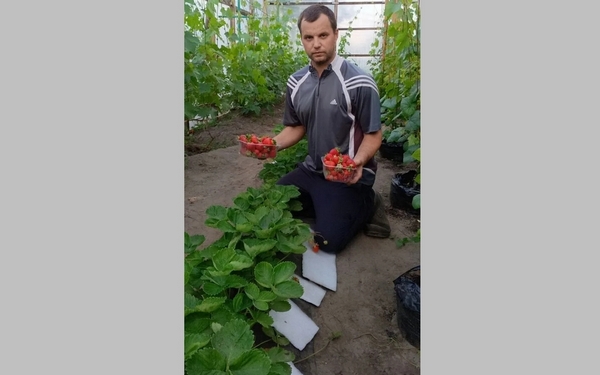 Житель Климовского района Брянской области третий год собирает высокий урожай клубники