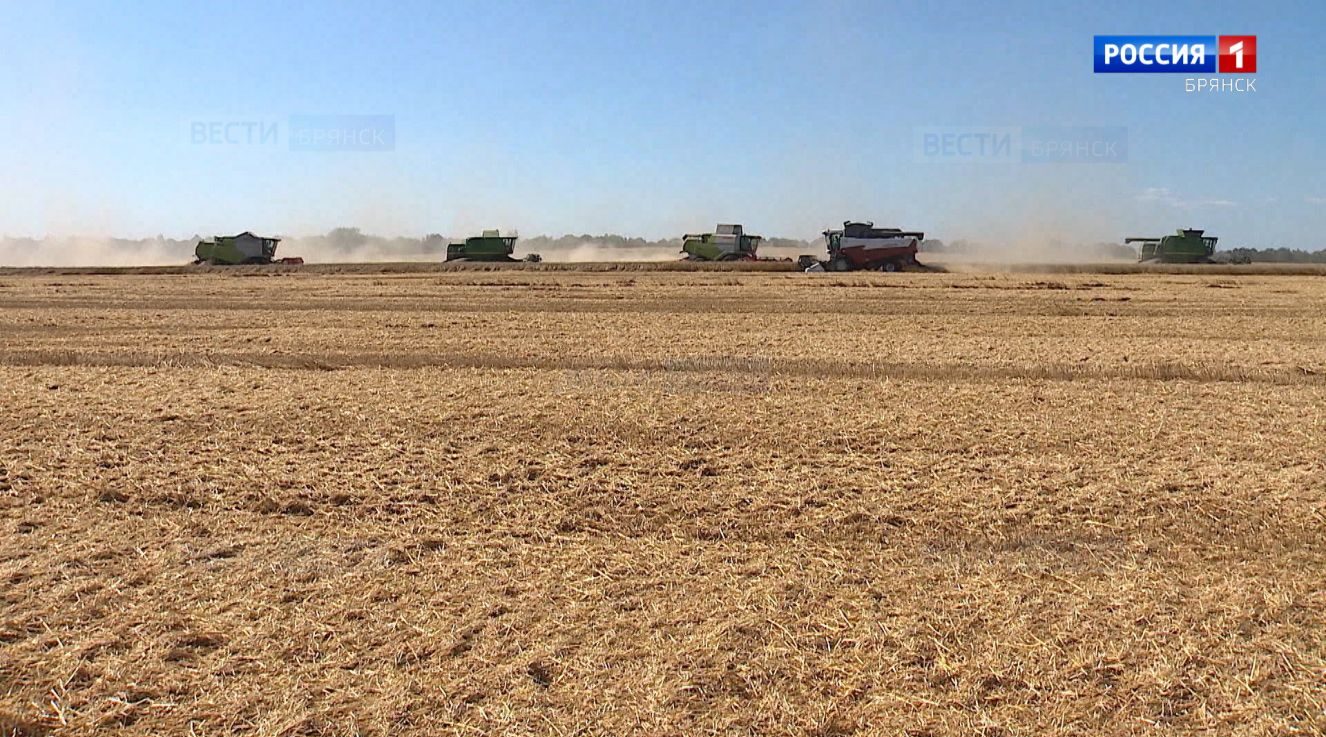 На Брянщине стартовала уборка озимых зерновых культур