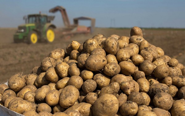 На Брянщине началась уборка раннего картофеля