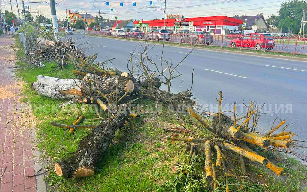 В Брянске заменят больные ясени на новые деревья