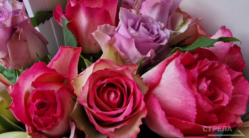 Супруги Грибановы из Злынки отметили изумрудную свадьбу