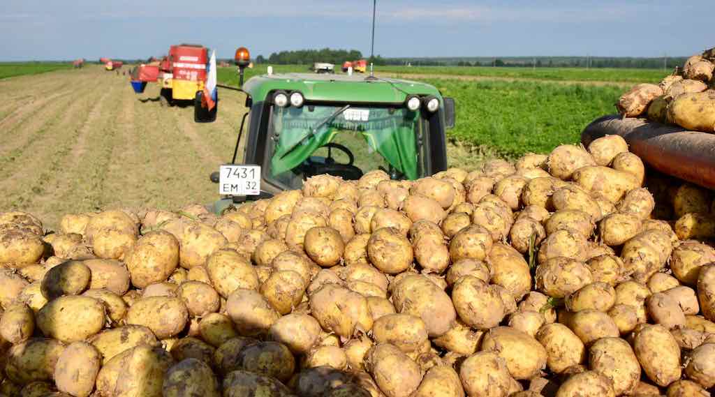 В Брянской области собирают рекордный урожай картофеля