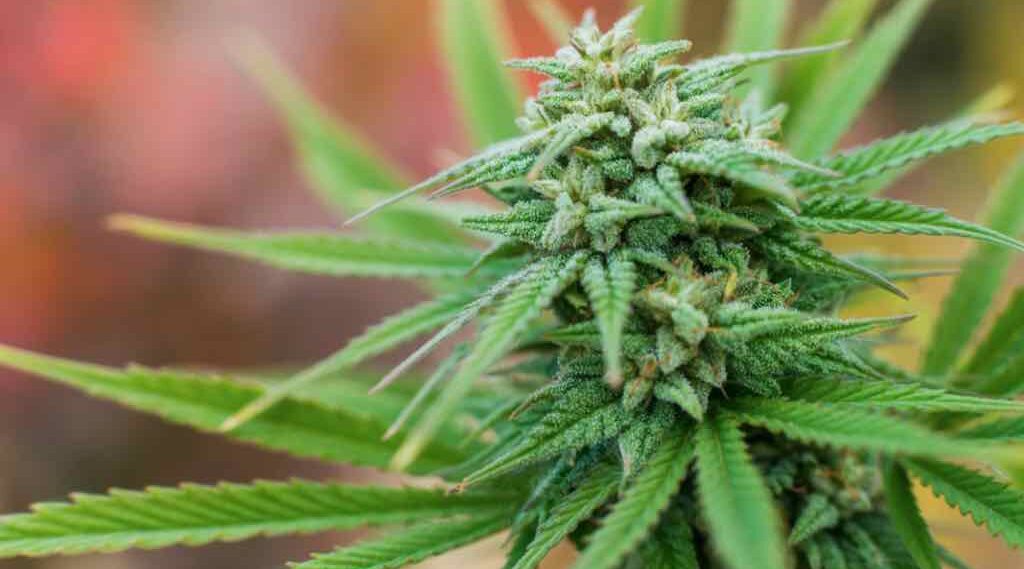 Брянский наркоделец получил 3,5 года колонии