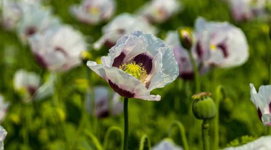 В Почепском районе Брянской области развивают агропром и фармацевтику