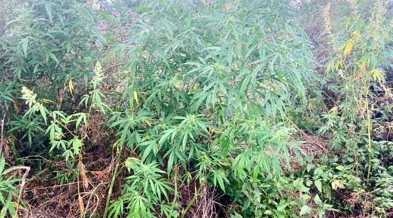 Брянские полицейские уничтожили 19 очагов наркорастений в ходе операции «Мак»