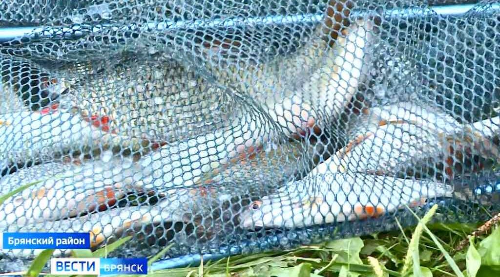 В Брянском районе прошёл фестиваль рыбной ловли