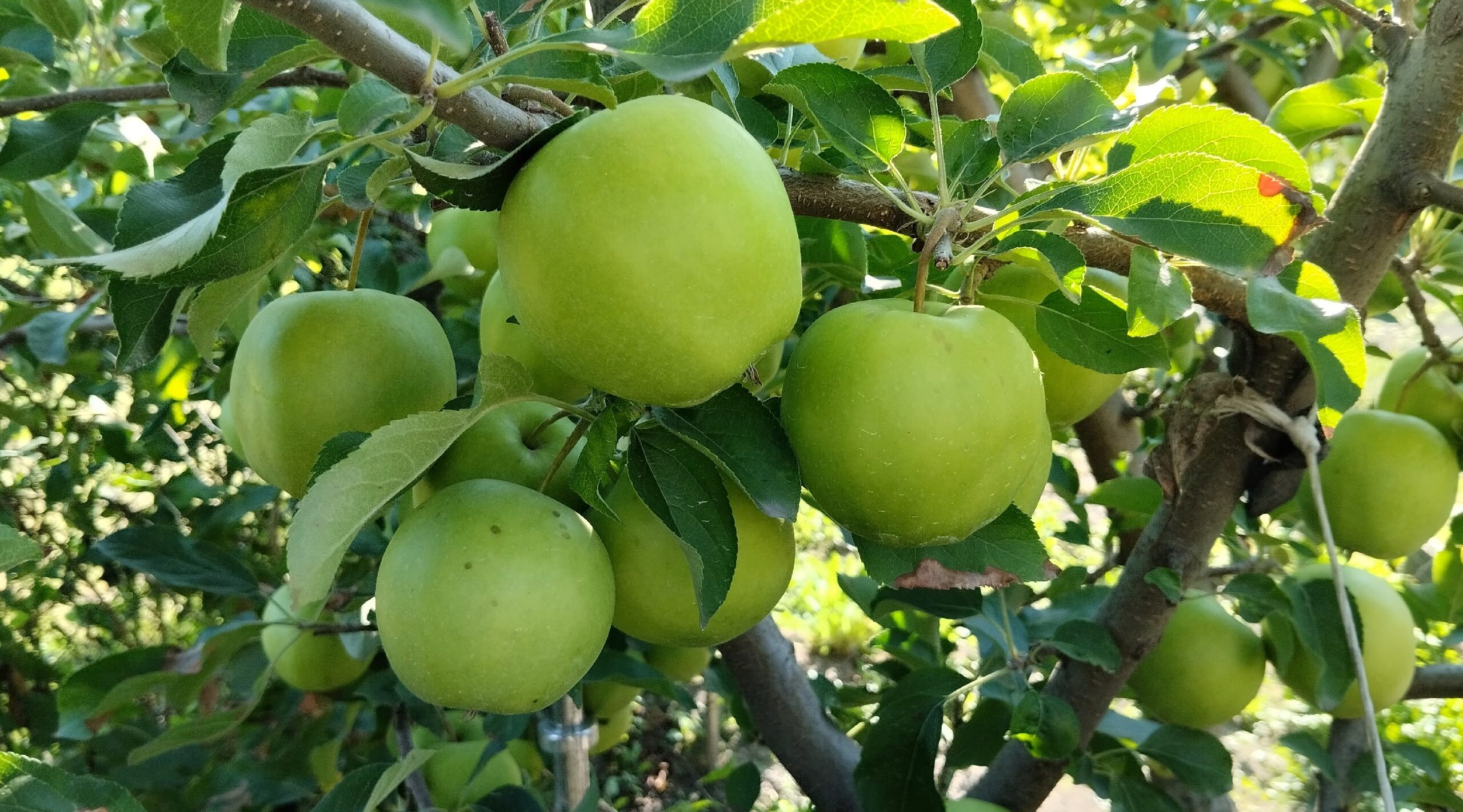 Ученики сельской школы на Брянщине организовали фотовыставку «Фруктовое изобилие»