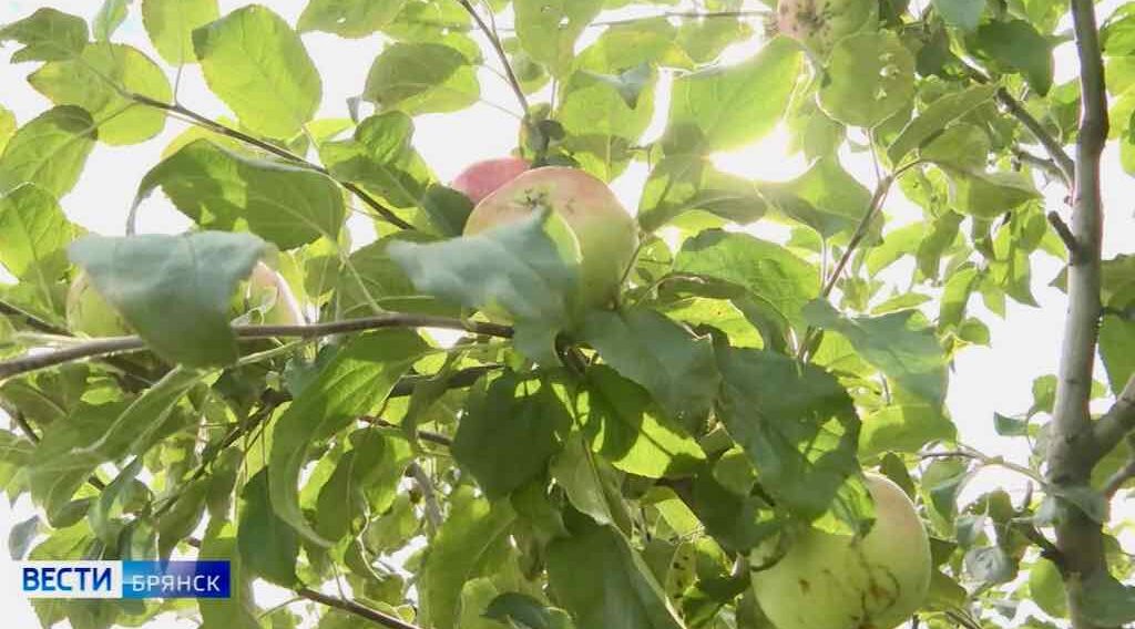 Брянщина празднует Яблочный Спас