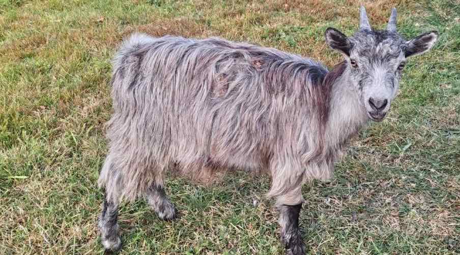 В Дятьковском районе мужчина украл козу для подарка