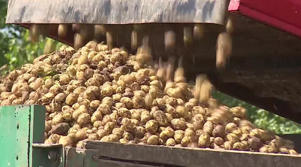 В Брянске планируют собрать рекордный урожай картофеля