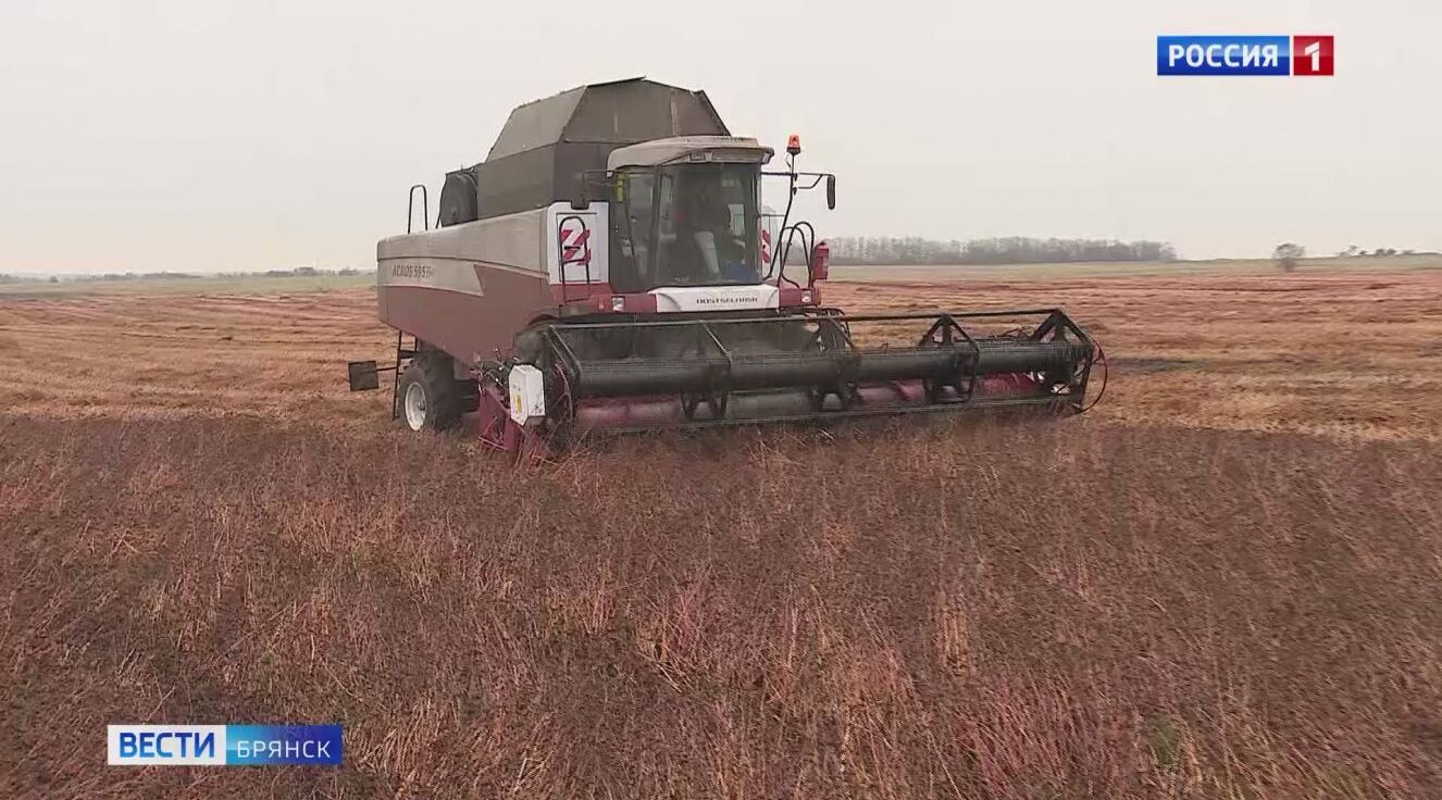В Брянском регионе началась уборка гречихи