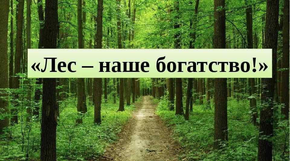 «Лес – наше богатство» 