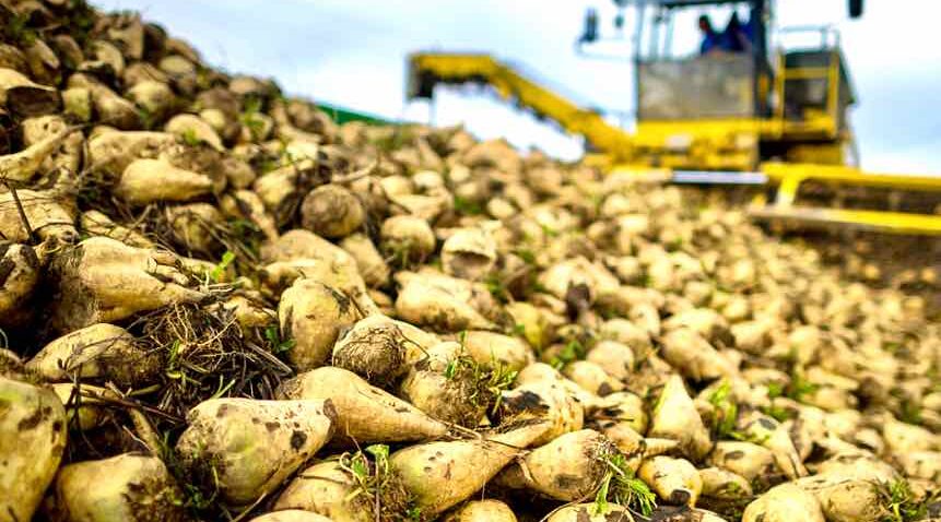 Брянские аграрии досрочно начали сбор сахарной свеклы