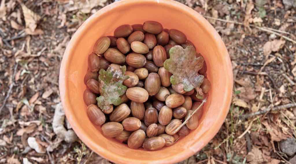 Брянщине выделили 390 млн рублей на сохранение лесов