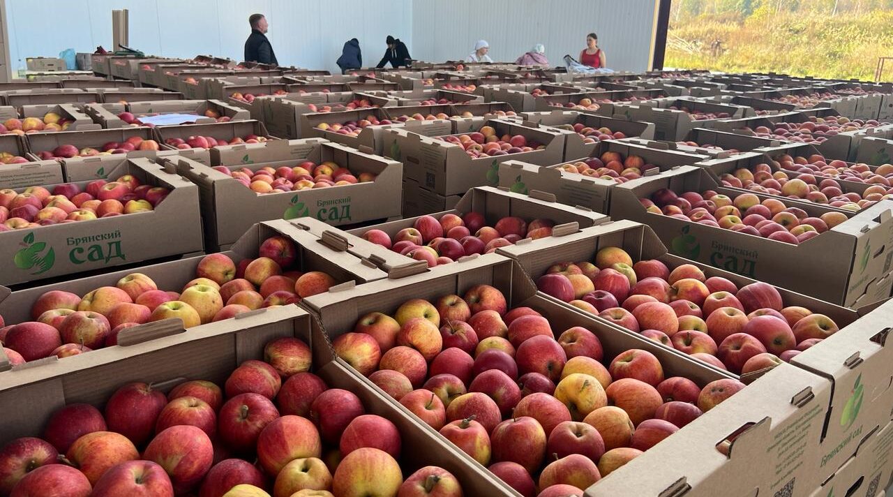 В «Брянском саду» собирают урожай
