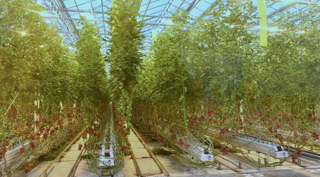 Тепличный комбинат «Журиничи» наращивает производство на Брянщине