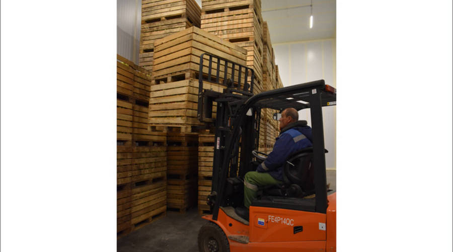 В клетнянском «Брянском саду» собирают яблочный урожай