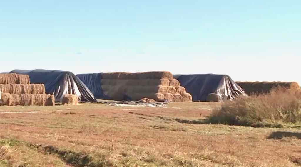 В Брянской области завершили подготовку коровников к зиме