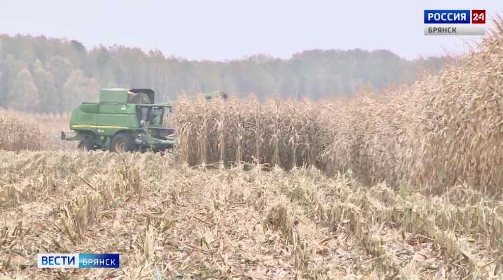 Брянские аграрии начали уборку кукурузы