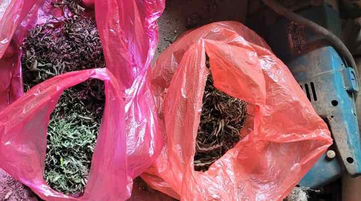 В Брянской области арестован мужчина за выращивание конопли