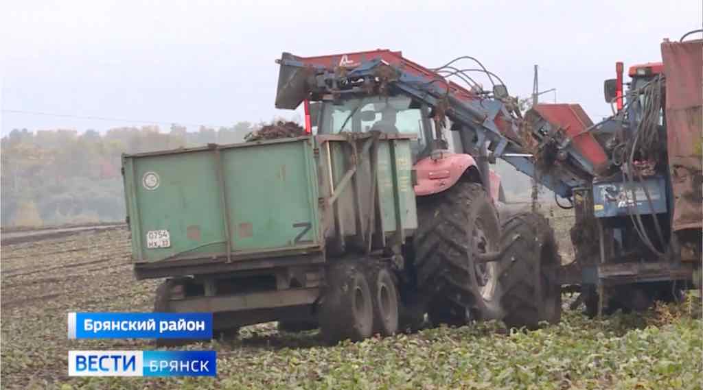 Брянские аграрии начали сбор овощного урожая
