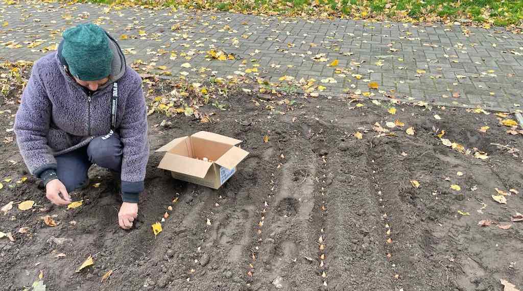 В Стародубе высадят более 1500 тюльпанов и нарциссов