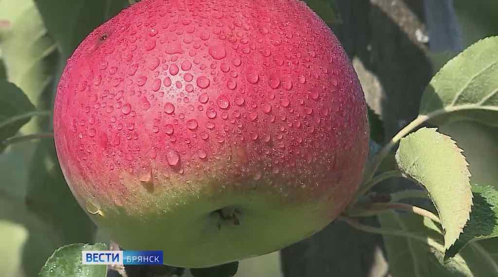 В Брянской области собрали рекордный урожай яблок