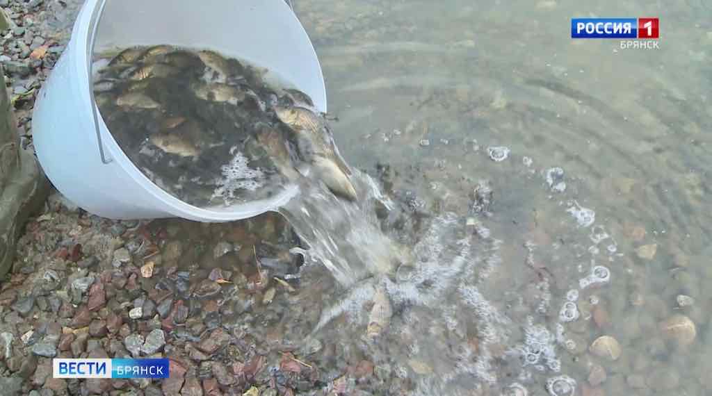 В Десну выпустили более 300 мальков сазана под Супонево