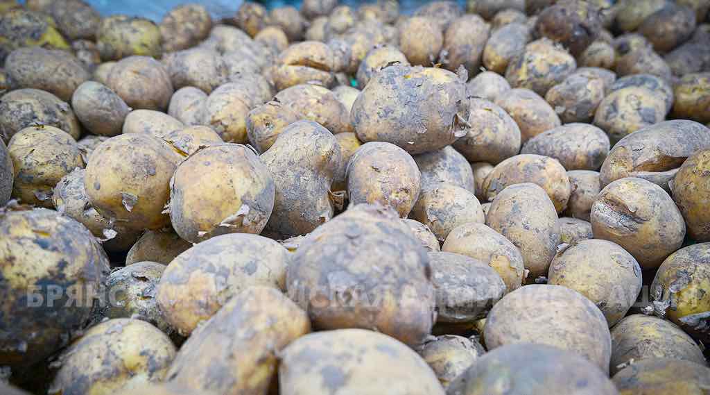 На ярмарках Брянска продали свыше 8 тысяч тонн картофеля