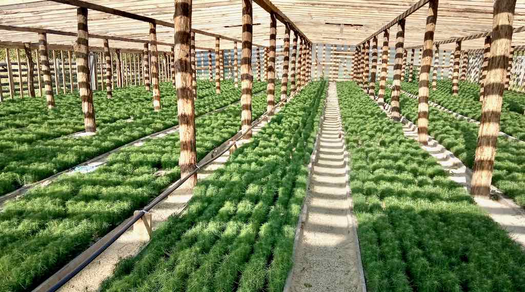 Брянские лесоводы полностью обеспечены посадочным материалом на 2026 год